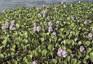 floating water hyacinth